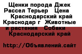 Щенки порода Джек Рассел Терьер › Цена ­ 1 - Краснодарский край, Краснодар г. Животные и растения » Собаки   . Краснодарский край